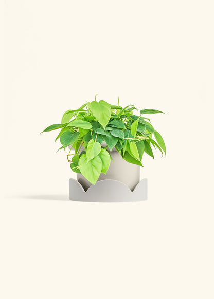 Sweetheart Philodendron in a 6 inches Oat Classic Cylinder Planter in a Oat Petal Drip Tray