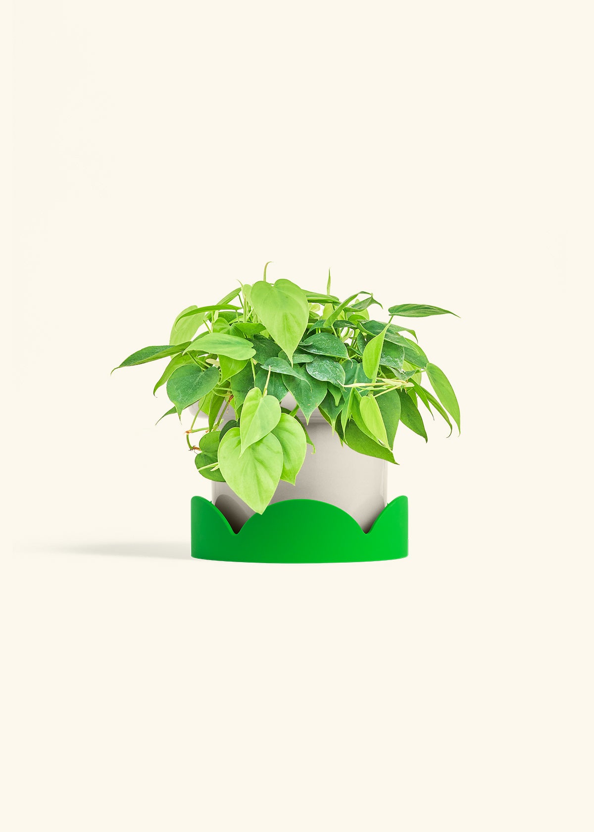 Sweetheart Philodendron in a 6 inches Oat Classic Cylinder Planter in a Shamrock Petal Drip Tray