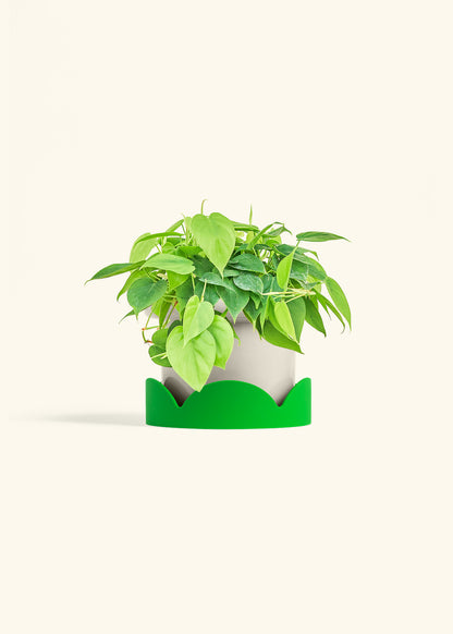 Sweetheart Philodendron in a 6 inches Oat Classic Cylinder Planter in a Shamrock Petal Drip Tray