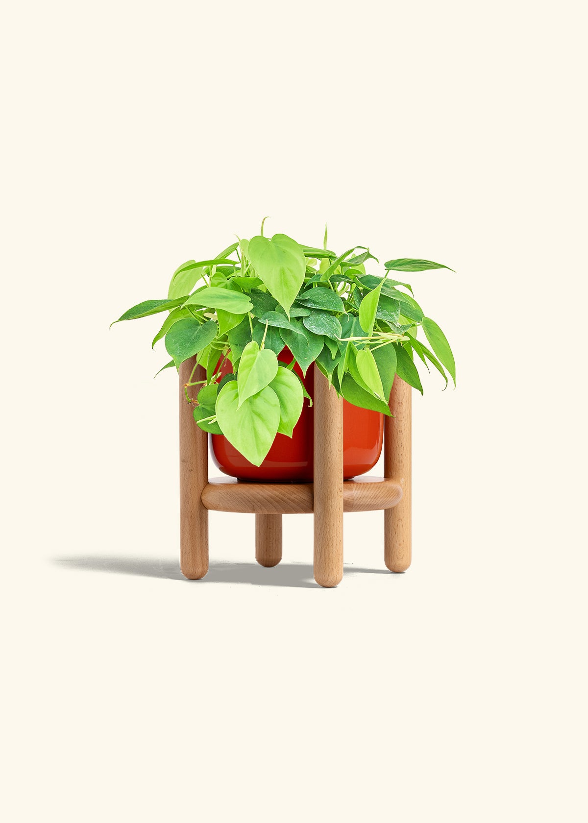 Sweetheart Philodendron in a 6 inches Fat Lip Oat Planter in a Beech Wood Stand