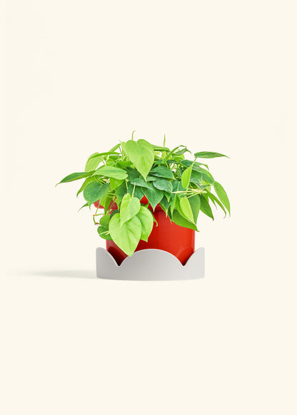 Sweetheart Philodendron in a 6 inches Fat Lip Oat Planter in a Oat Petal Drip Tray