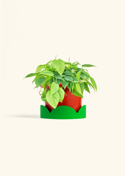 Sweetheart Philodendron in a 6 inches Fat Lip Oat Planter in a Shamrock Petal Drip Tray