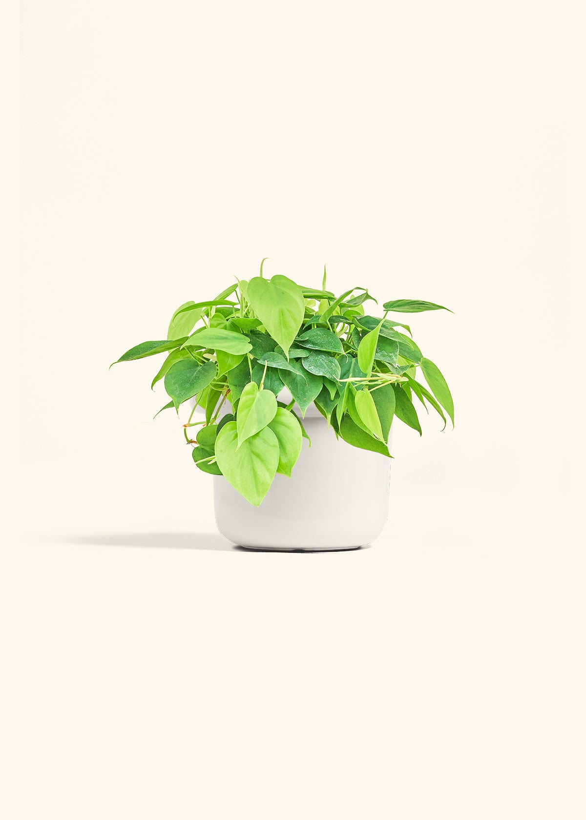 Sweetheart Philodendron in a 6 inches Fat Lip White Planter