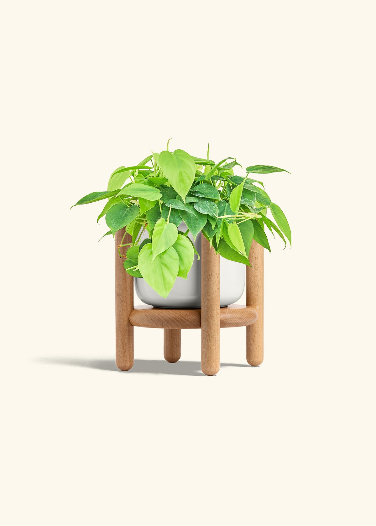 Sweetheart Philodendron in a 6 inches Fat Lip White Planter in a Beech Wood Stand