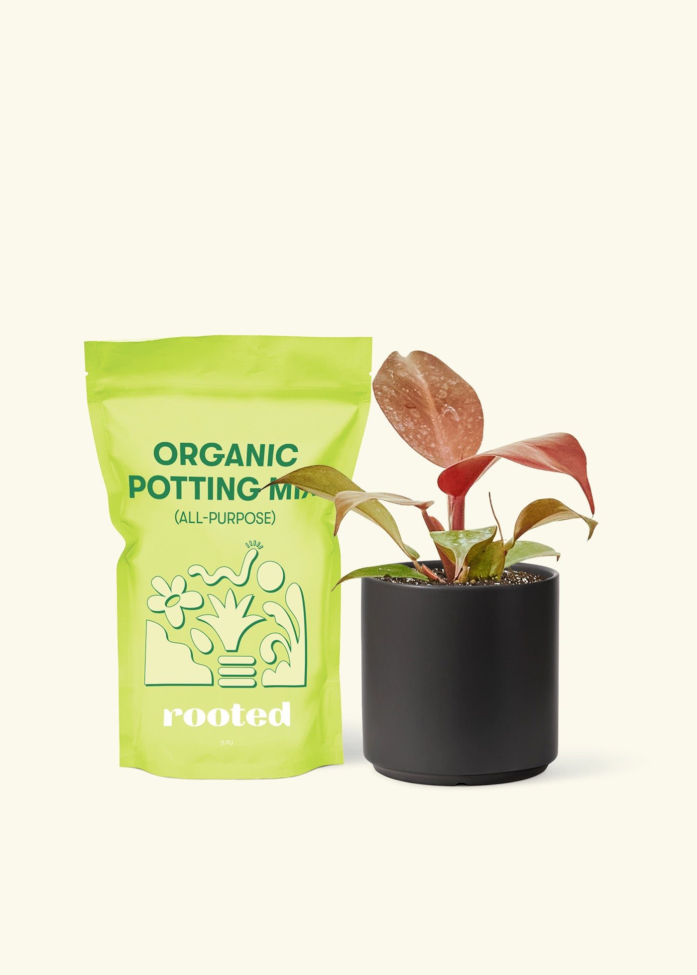 Philodendron 'Imperial Red', Small