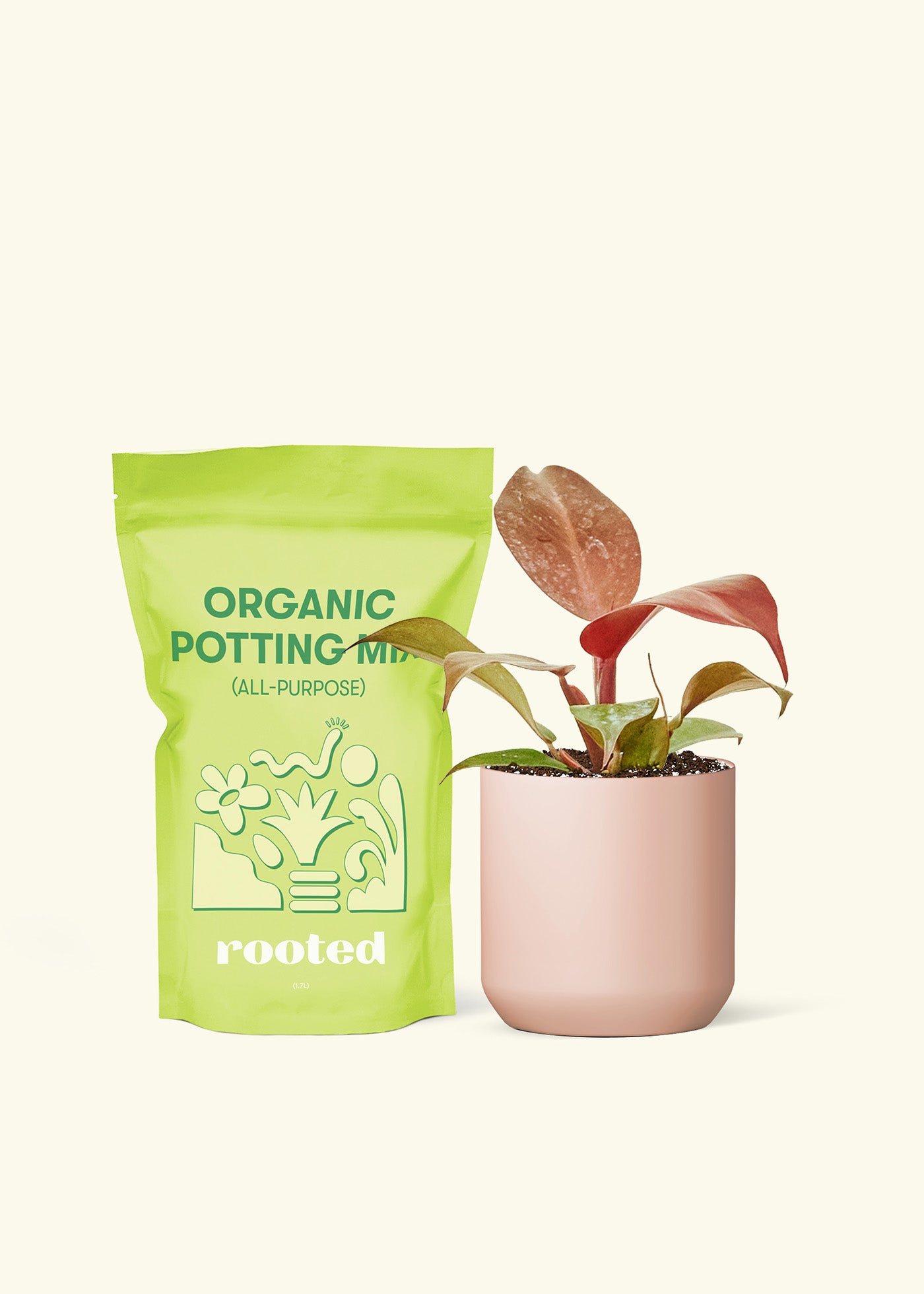 Small Philodendron 'Imperial Red' in a pink cylinder pot and a bag of soil.