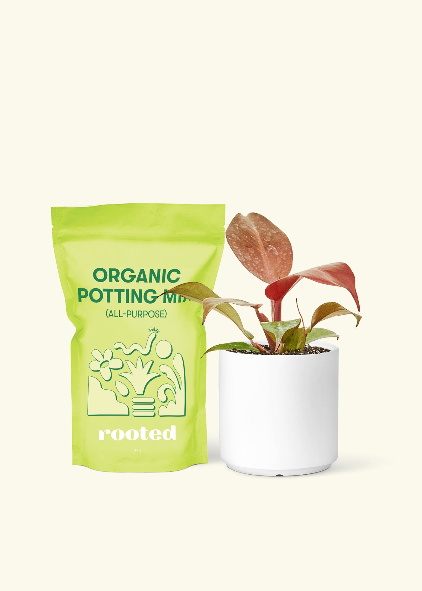 Philodendron 'Imperial Red', Small