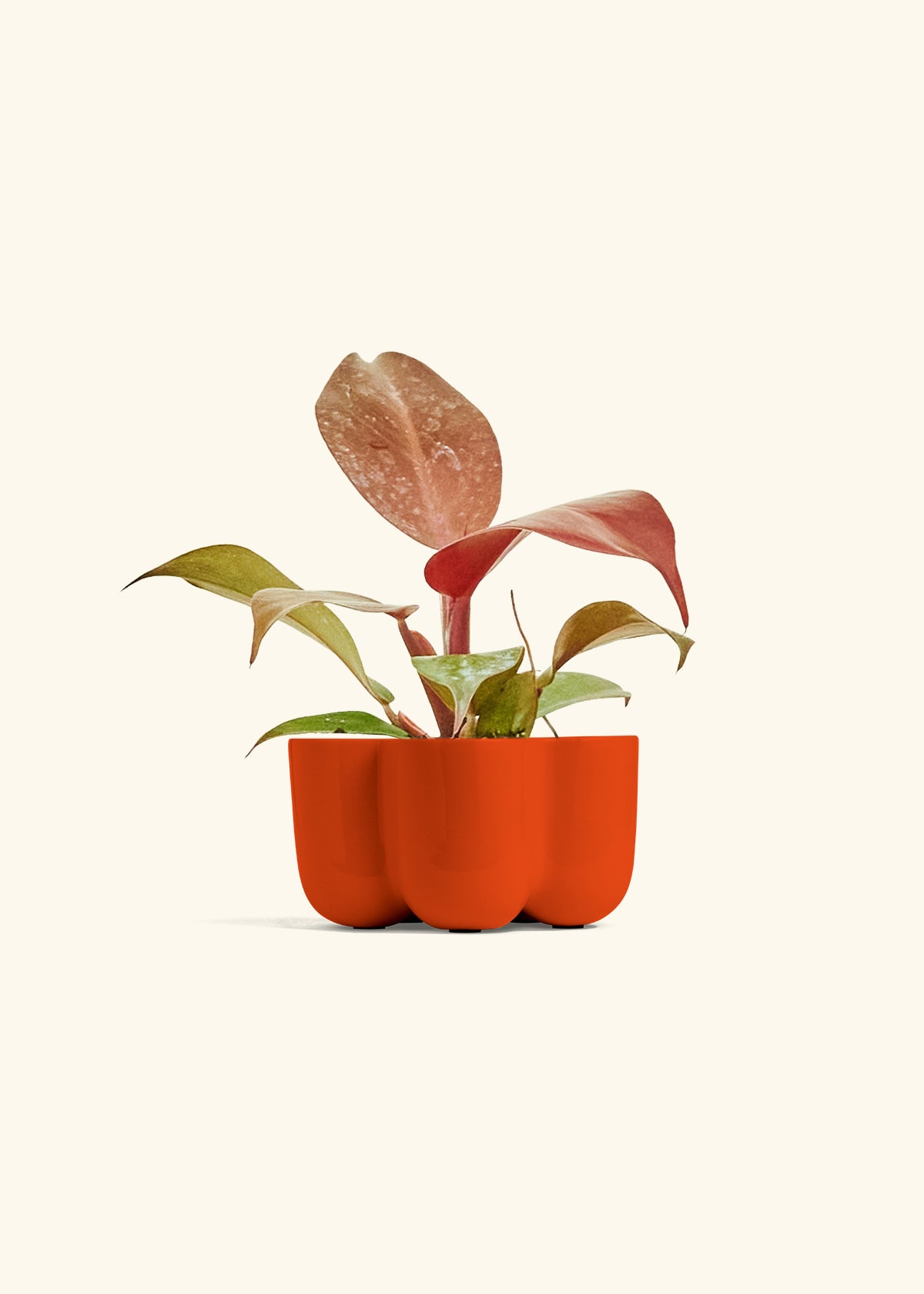 Philodendron 'Imperial Red' in a 4 inches in a Red Petal Planter