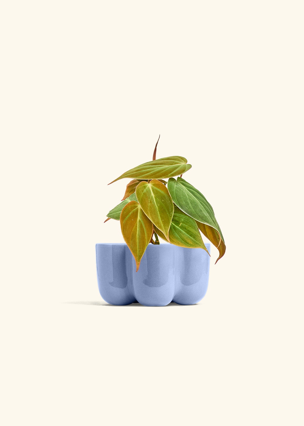 Velvet Leaf Philodendron in a 4 inches in a Blue Petal Planter