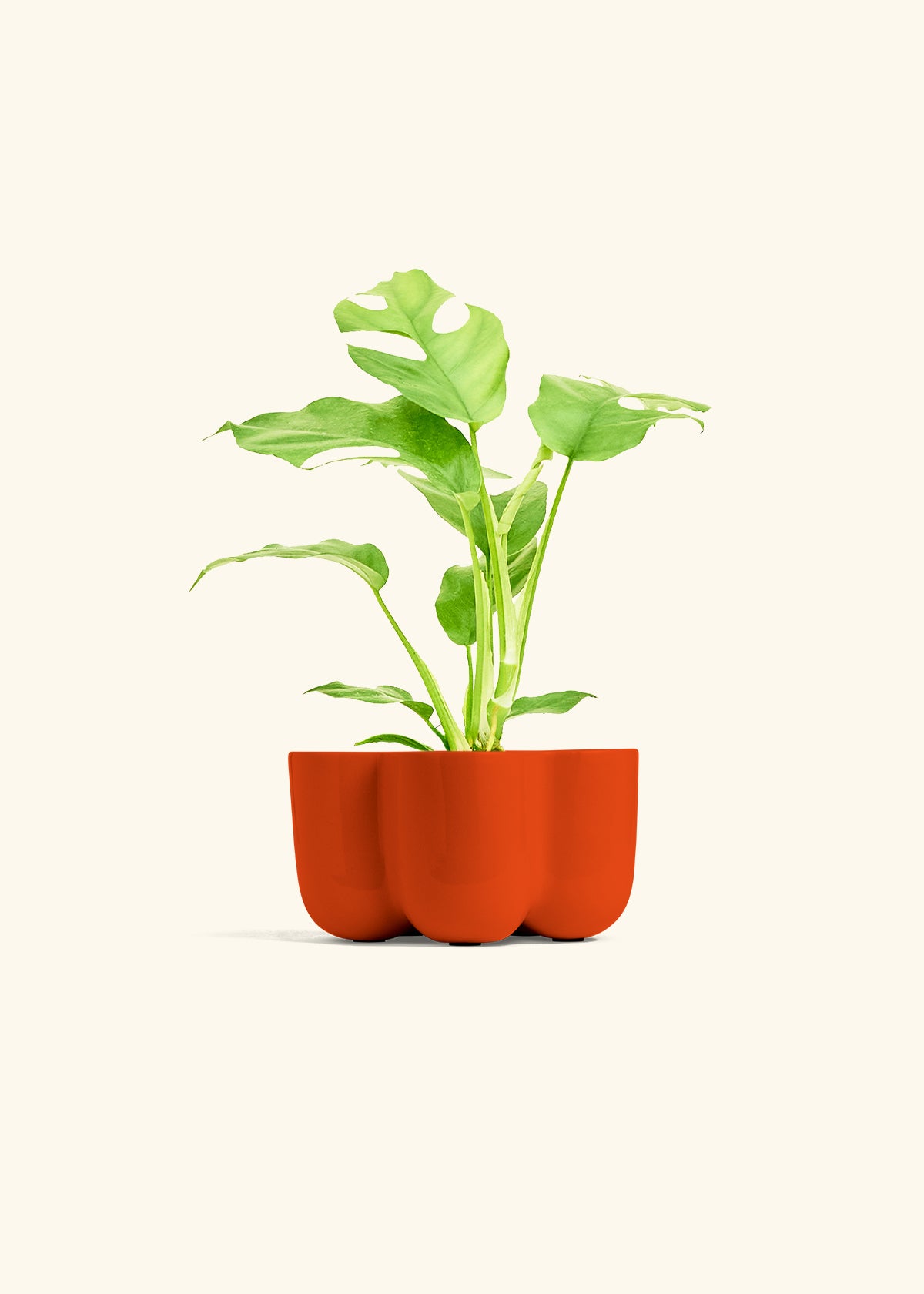 Mini Monstera in a 4 inches in a Red Petal Planter