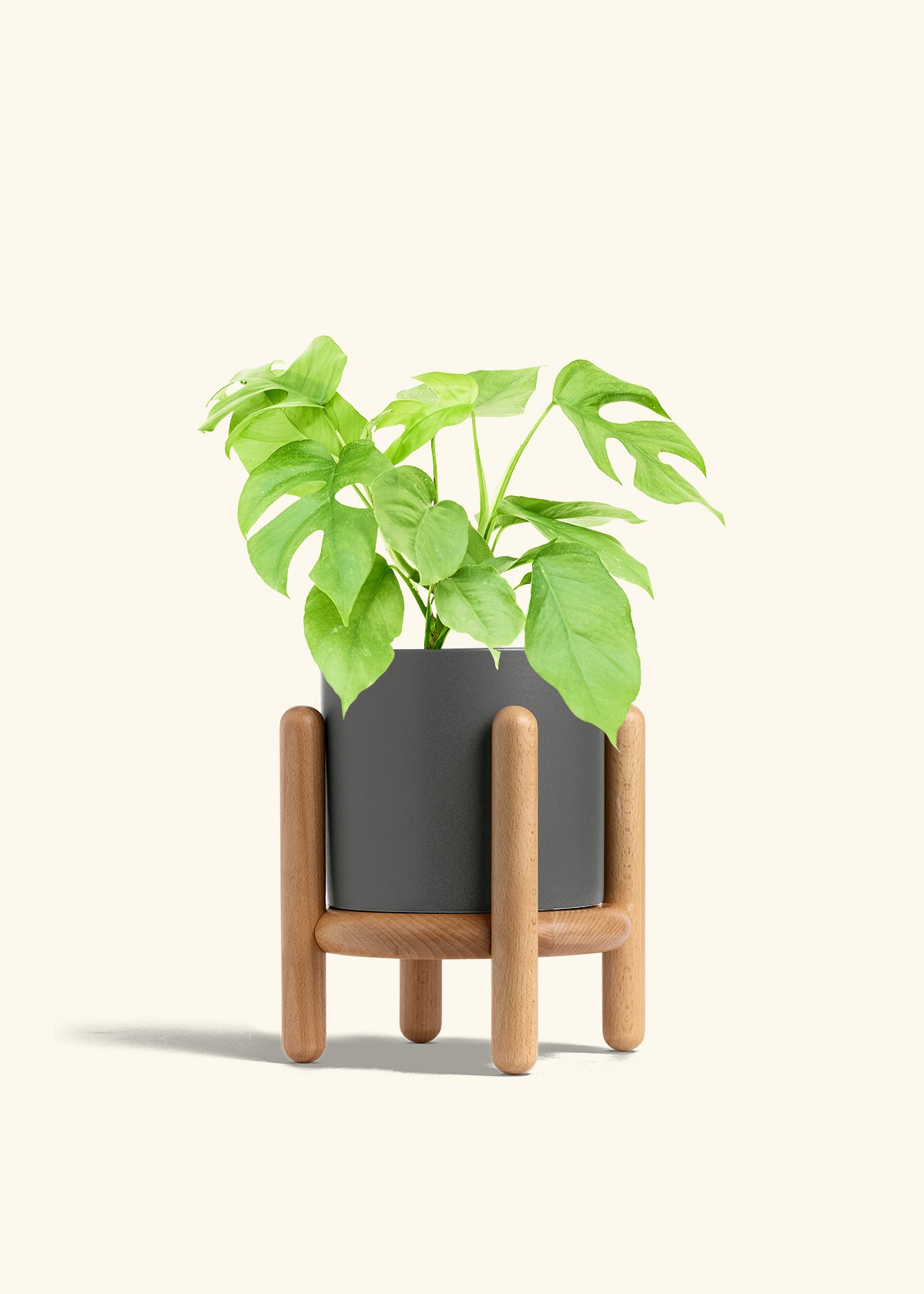 Mini Monstera in a 6 inches Charcoal Classic Cylinder Planter in a Beech Wood Stand