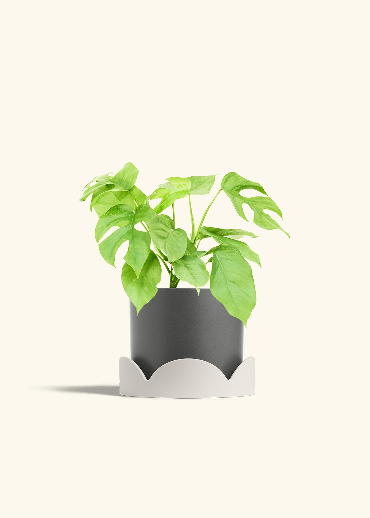Mini Monstera in a 6 inches Charcoal Classic Cylinder Planter in a Oat Petal Drip Tray