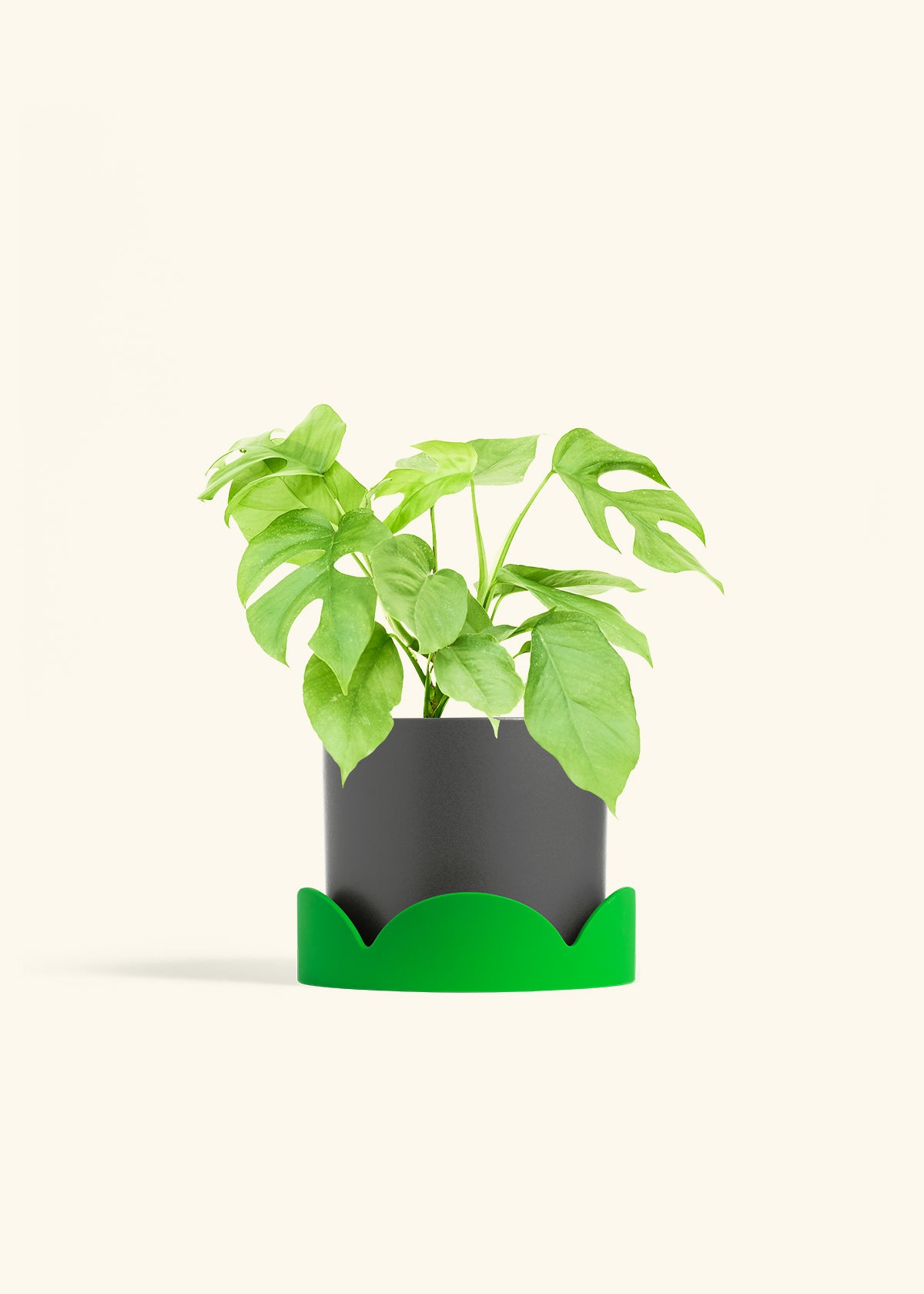 Mini Monstera in a 6 inches Charcoal Classic Cylinder Planter in a Shamrock Petal Drip Tray