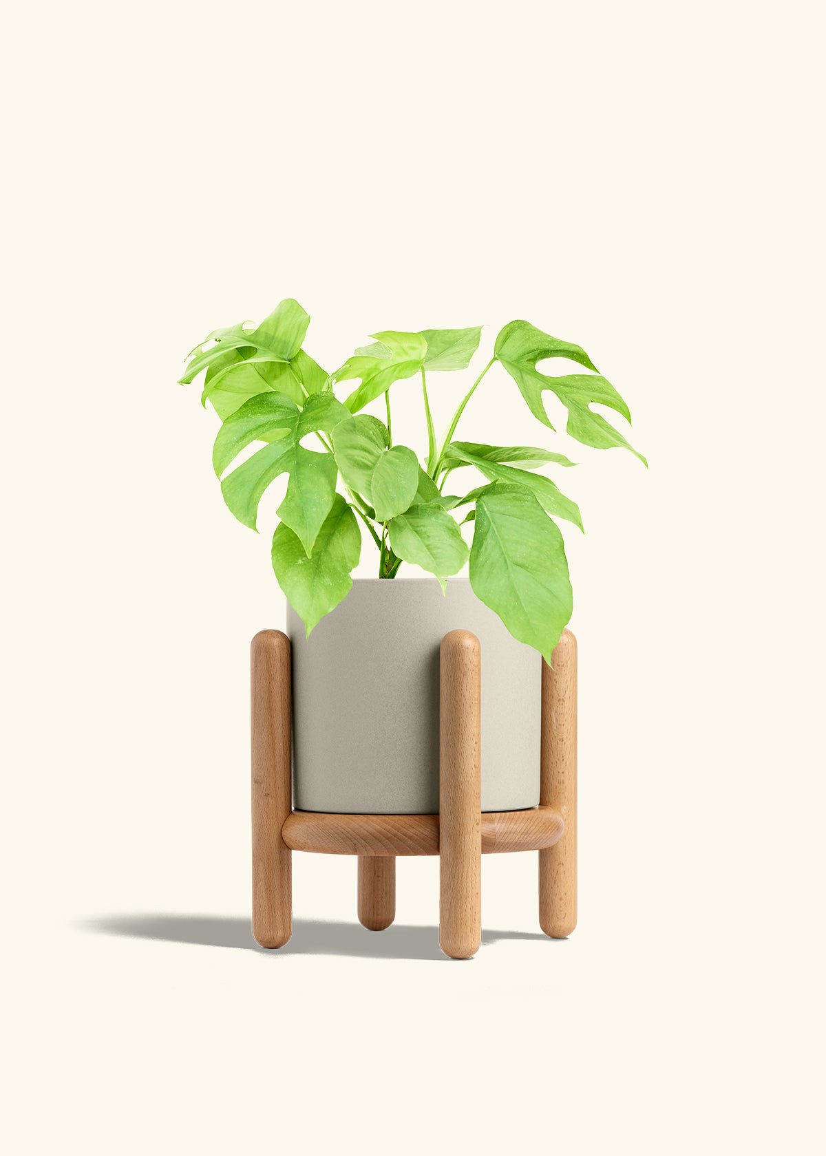 Mini Monstera in a 6 inches Oat Classic Cylinder Planter in a Beech Wood Stand