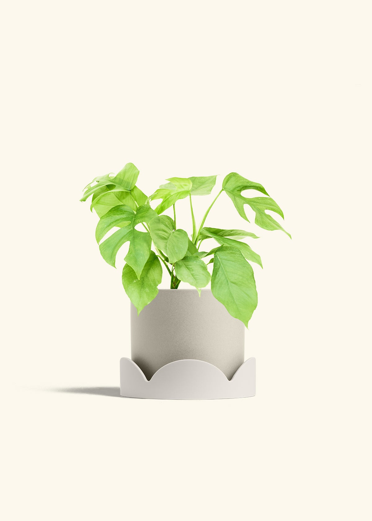 Mini Monstera in a 6 inches Oat Classic Cylinder Planter in a Oat Petal Drip Tray