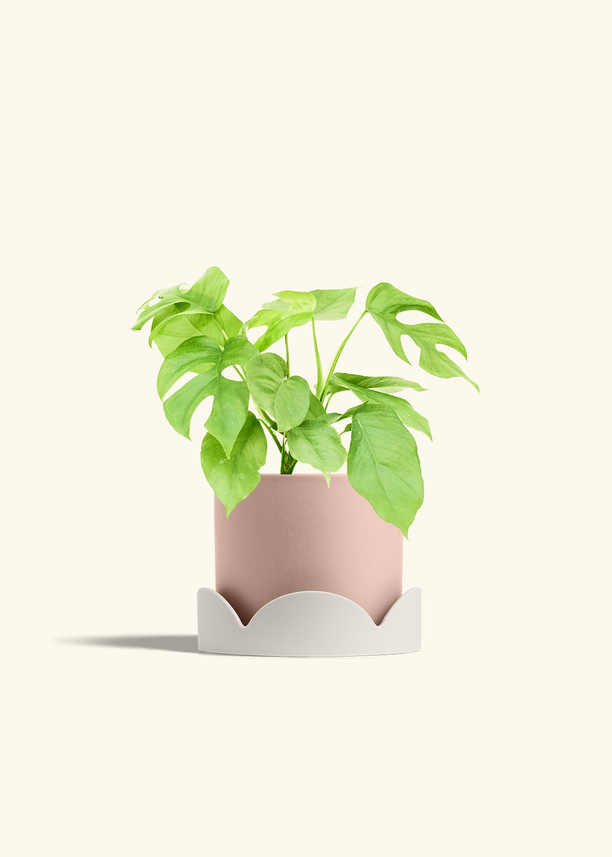 Mini Monstera in a 6 inches Pink Classic Cylinder Planter in a Oat Petal Drip Tray