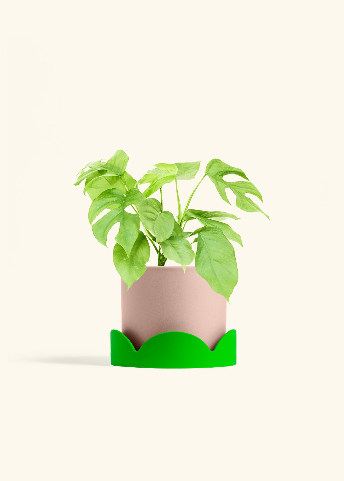Mini Monstera in a 6 inches Pink Classic Cylinder Planter in a Shamrock Petal Drip Tray