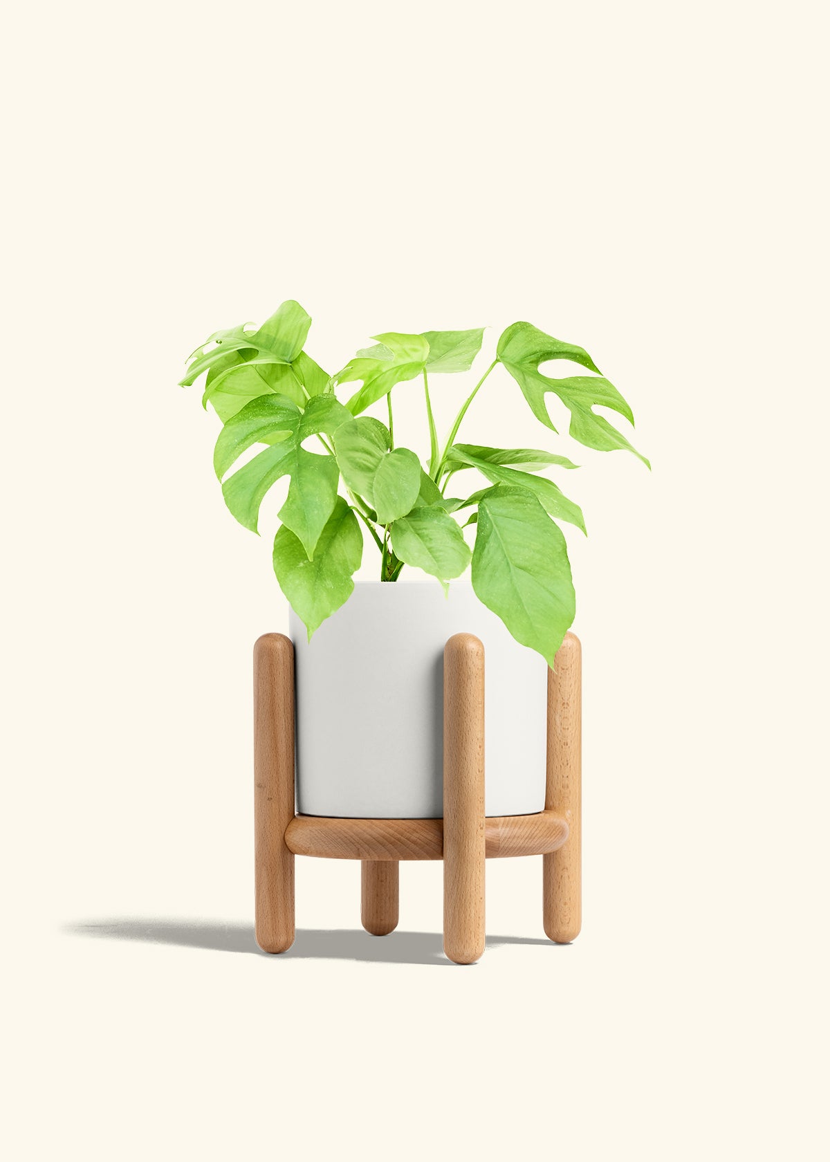 Mini Monstera in a 6 inches White Classic Cylinder Planter in a Beech Wood Stand