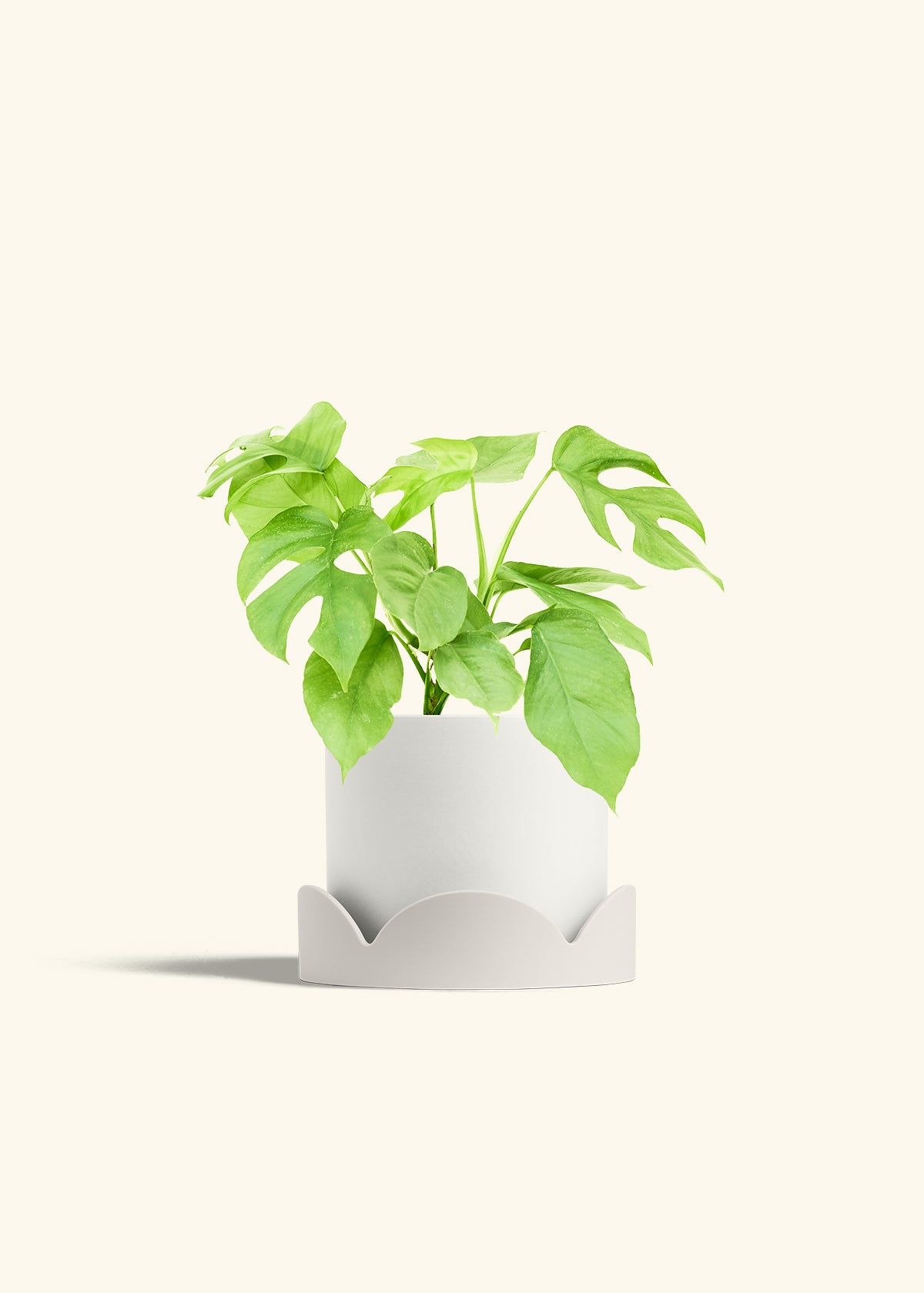 Mini Monstera in a 6 inches White Classic Cylinder Planter in a Oat Petal Drip Tray
