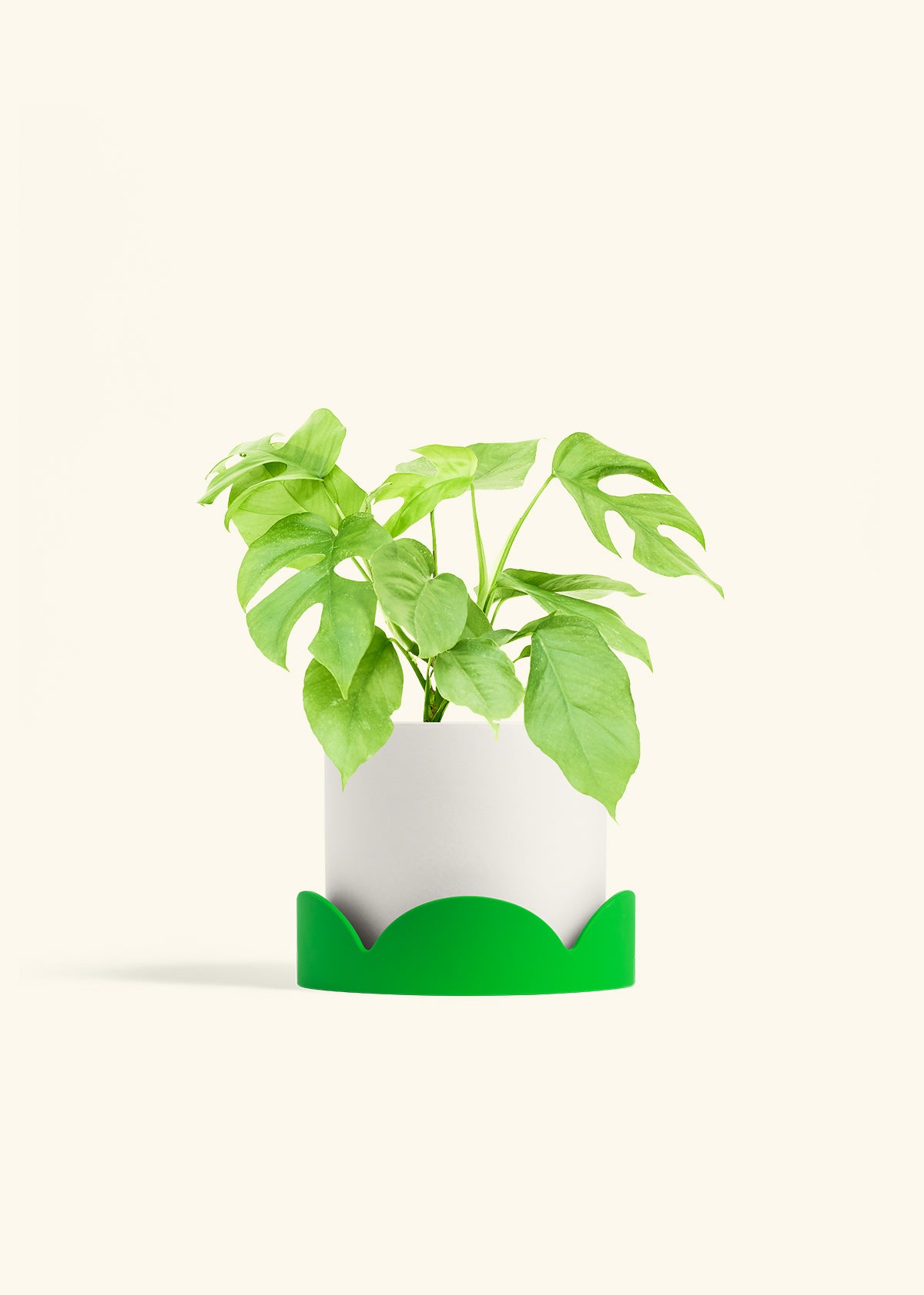 Mini Monstera in a 6 inches White Classic Cylinder Planter in a Shamrock Petal Drip Tray