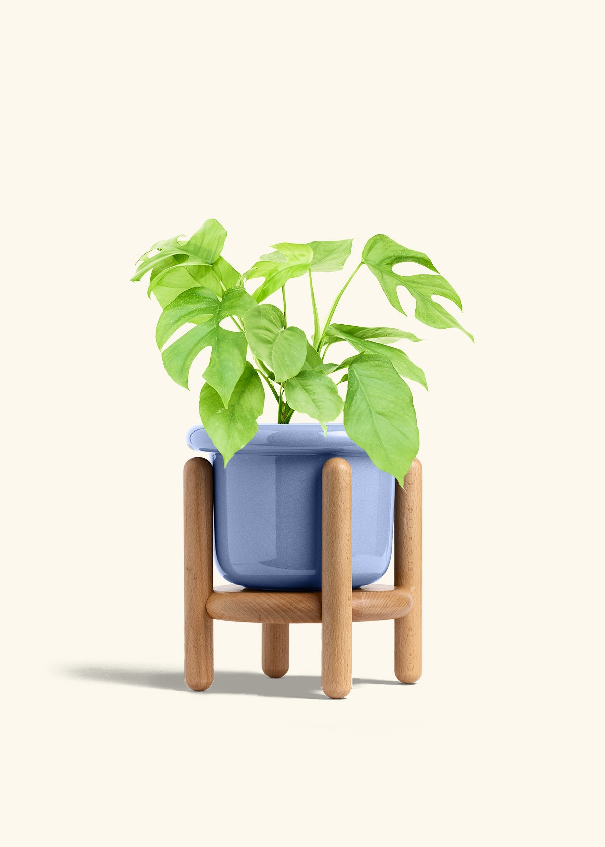 Mini Monstera in a 6 inches Fat Lip Blue Planter in a Beech Wood Stand