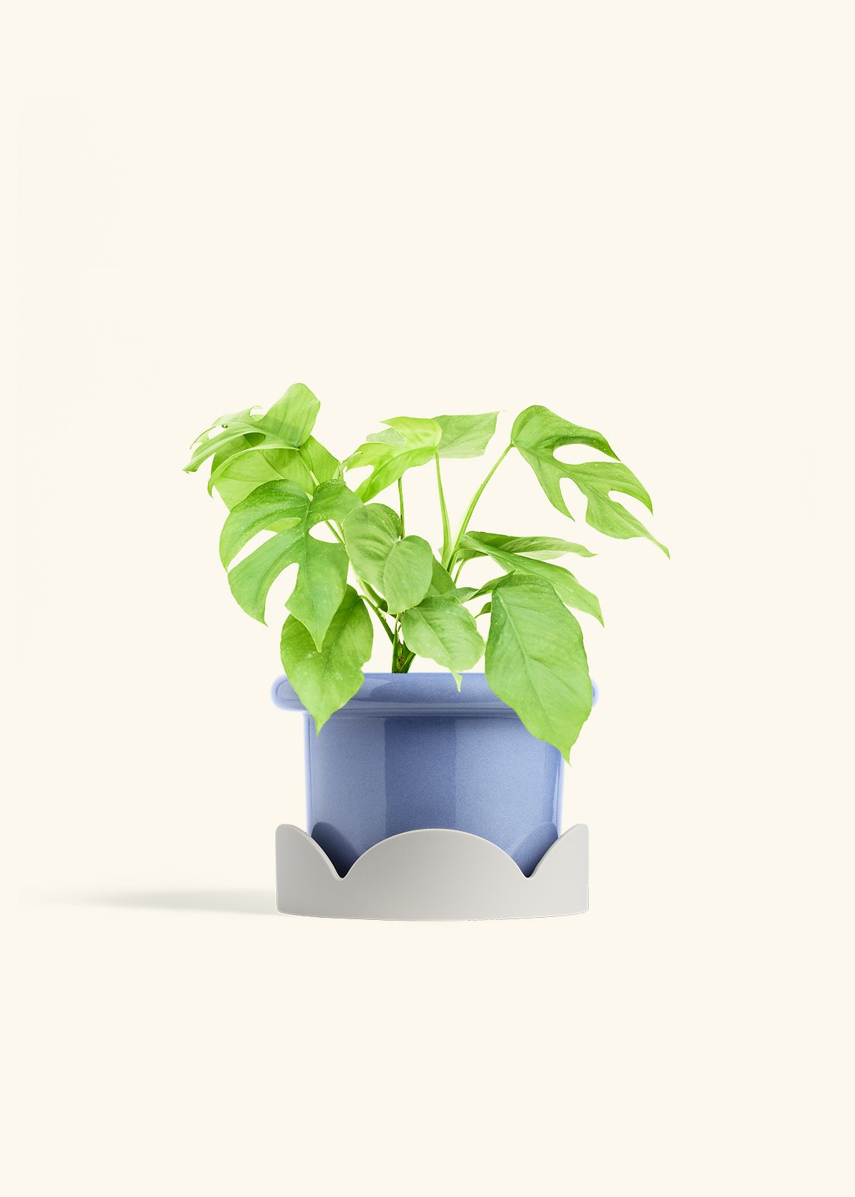 Mini Monstera in a 6 inches Fat Lip Blue Planter in a Oat Petal Drip Tray
