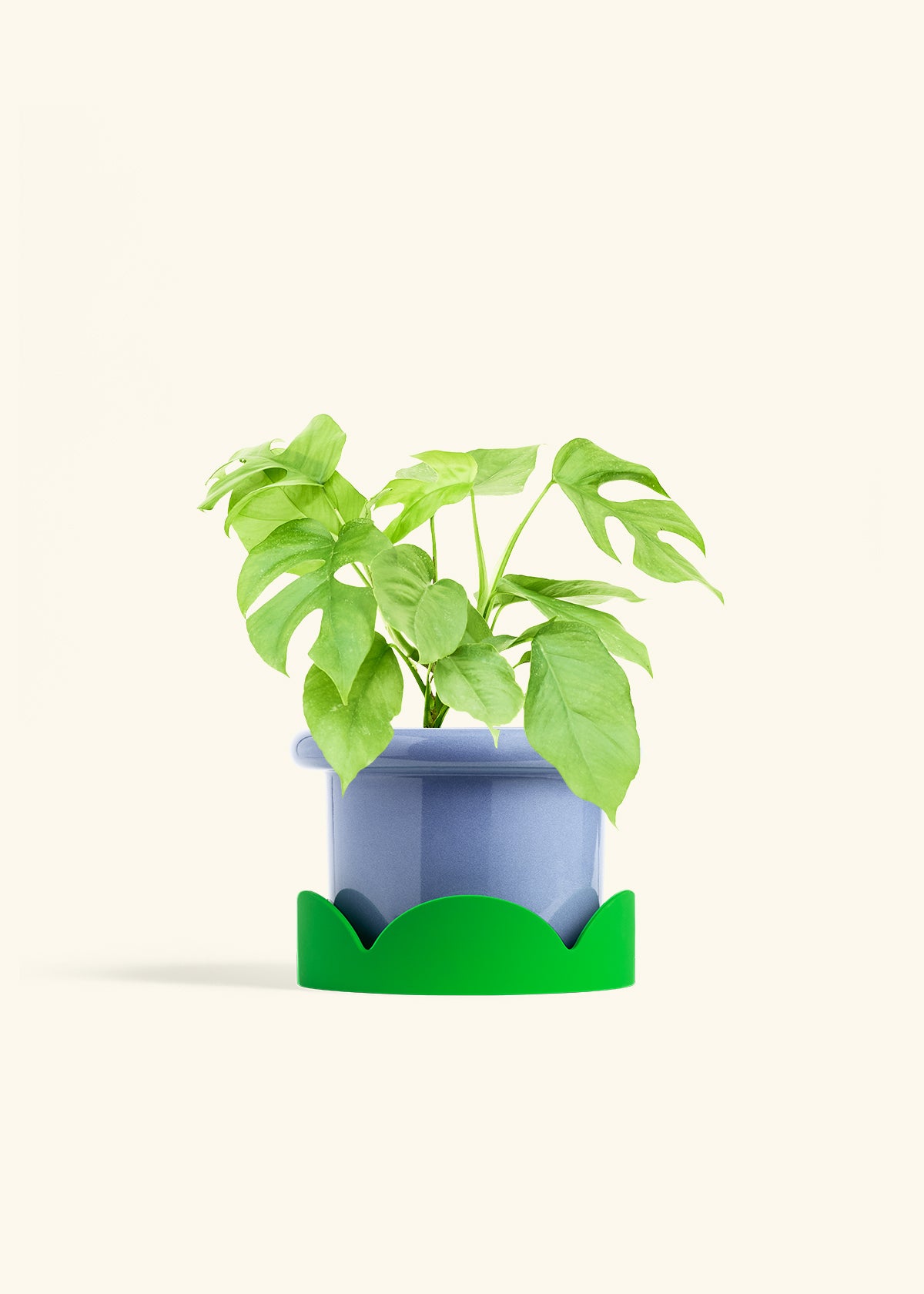 Mini Monstera in a 6 inches Fat Lip Blue Planter in a Shamrock Petal Drip Tray