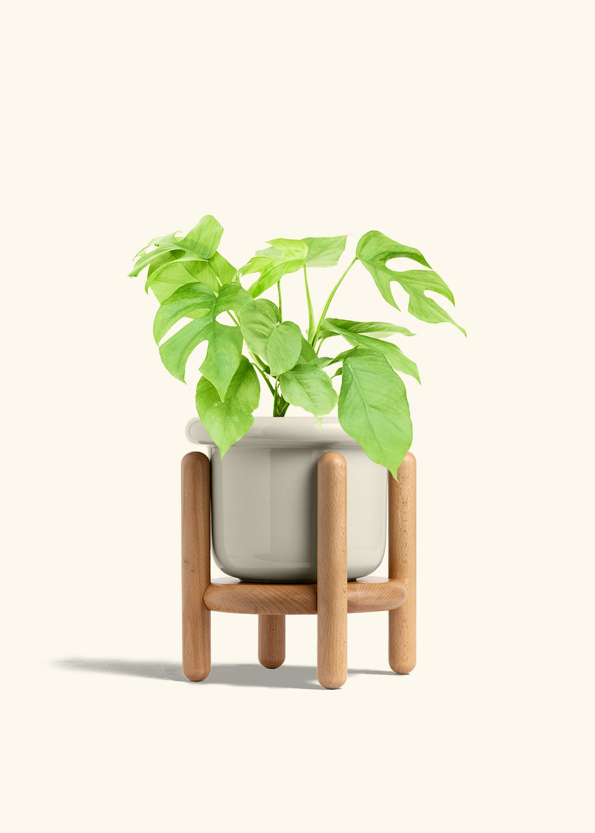 Mini Monstera in a 6 inches Fat Lip Oat Planter in a Beech Wood Stand