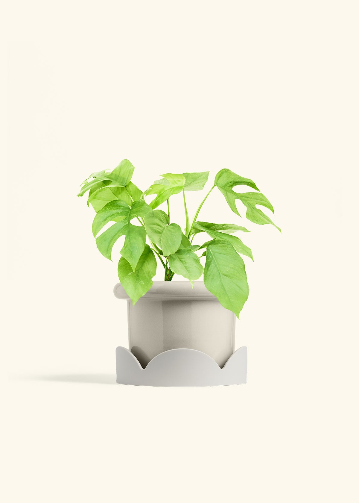 Mini Monstera in a 6 inches Fat Lip Oat Planter in a Oat Petal Drip Tray