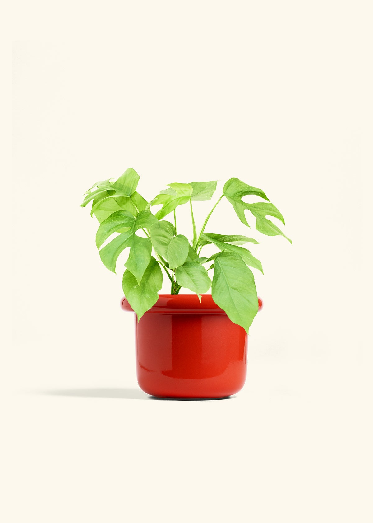 Mini Monstera in a 6 inches Fat Lip Red Planter