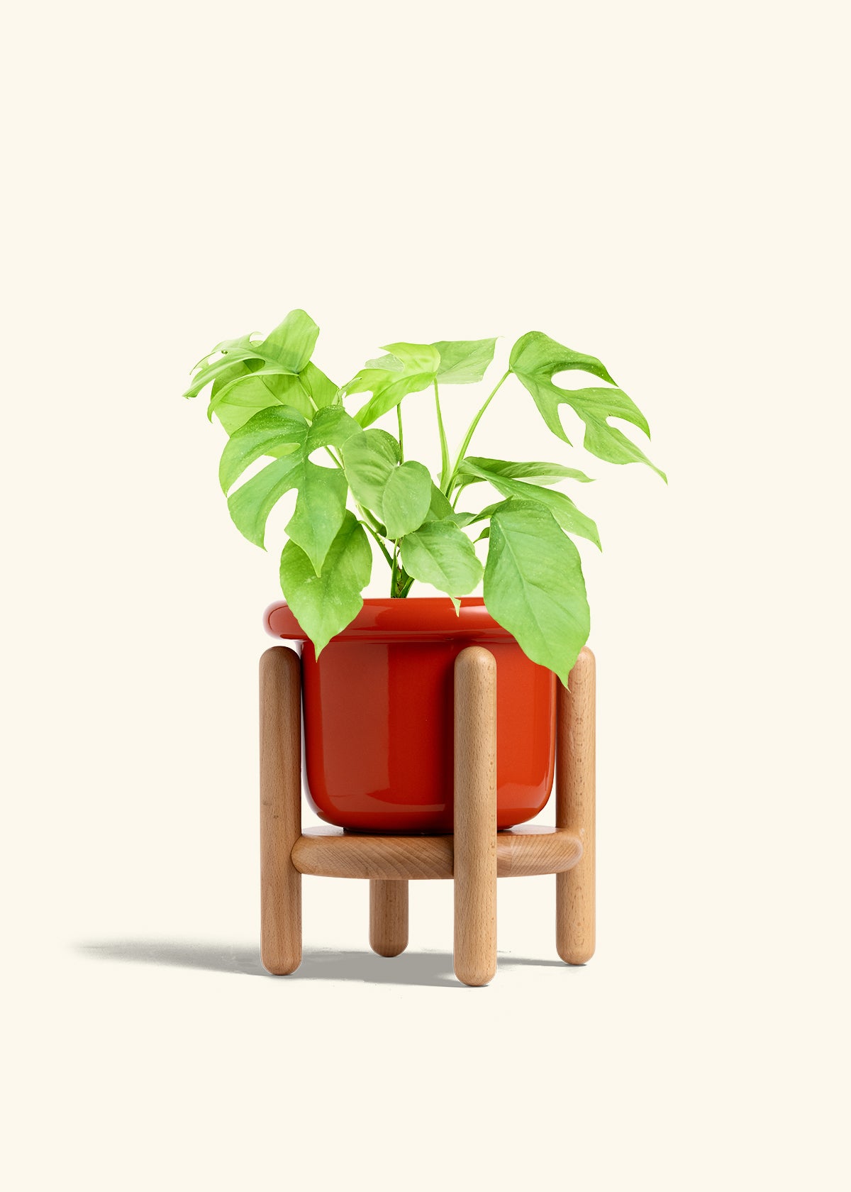 Mini Monstera in a 6 inches Fat Lip Red Planter in a Beech Wood Stand