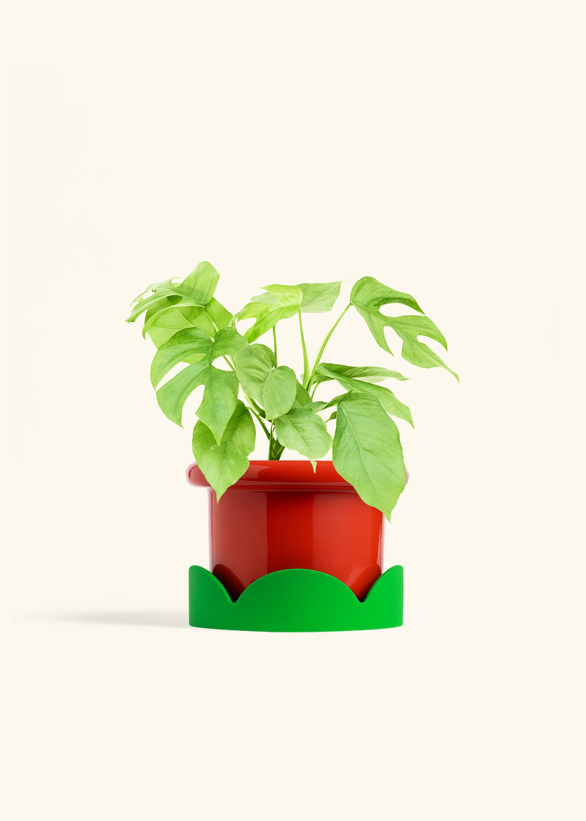 Mini Monstera in a 6 inches Fat Lip Red Planter in a Shamrock Petal Drip Tray