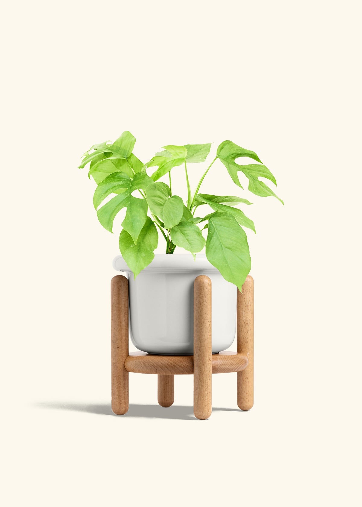 Mini Monstera in a 6 inches Fat Lip White Planter in a Beech Wood Stand