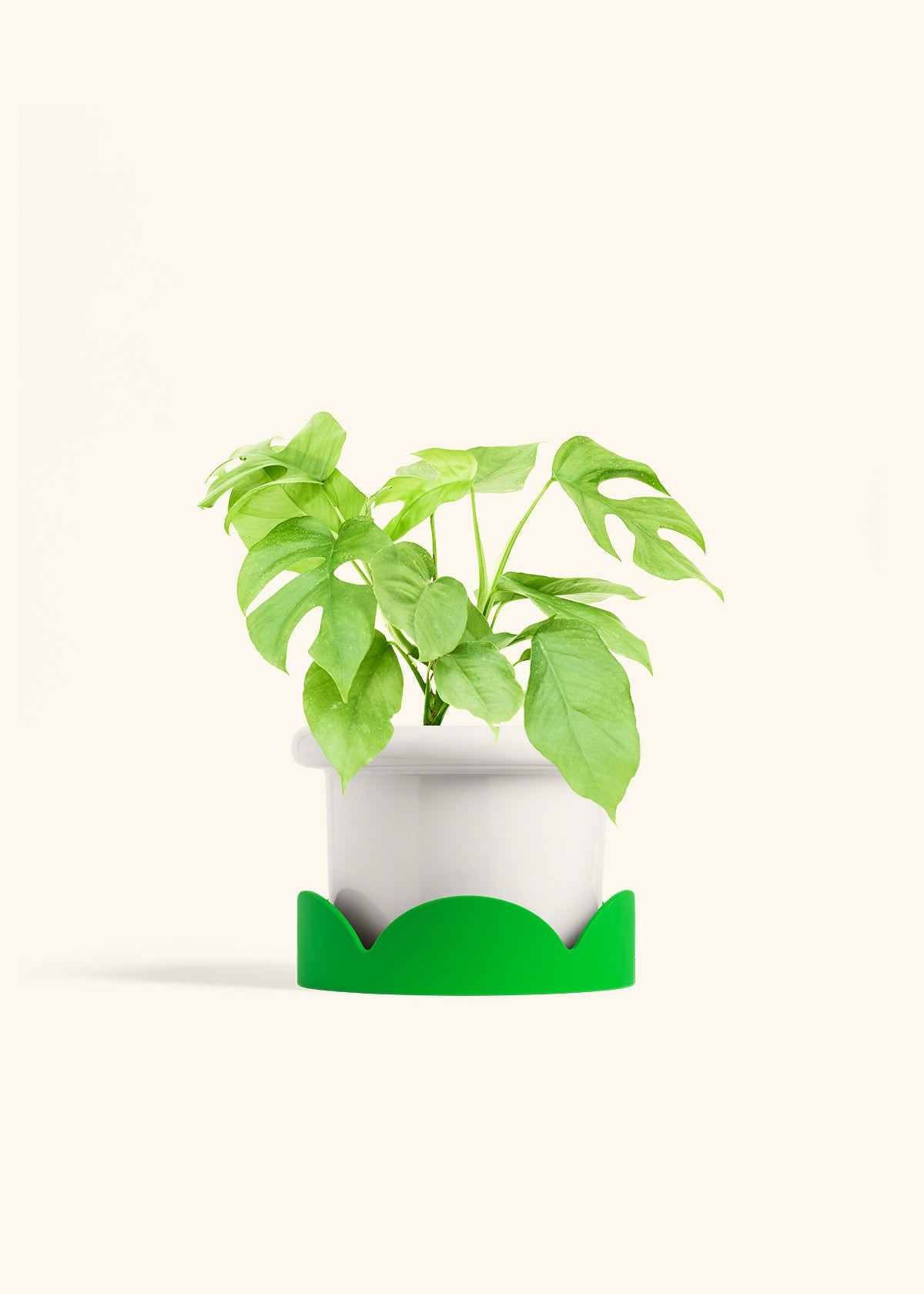 Mini Monstera in a 6 inches Fat Lip White Planter in a Shamrock Petal Drip Tray