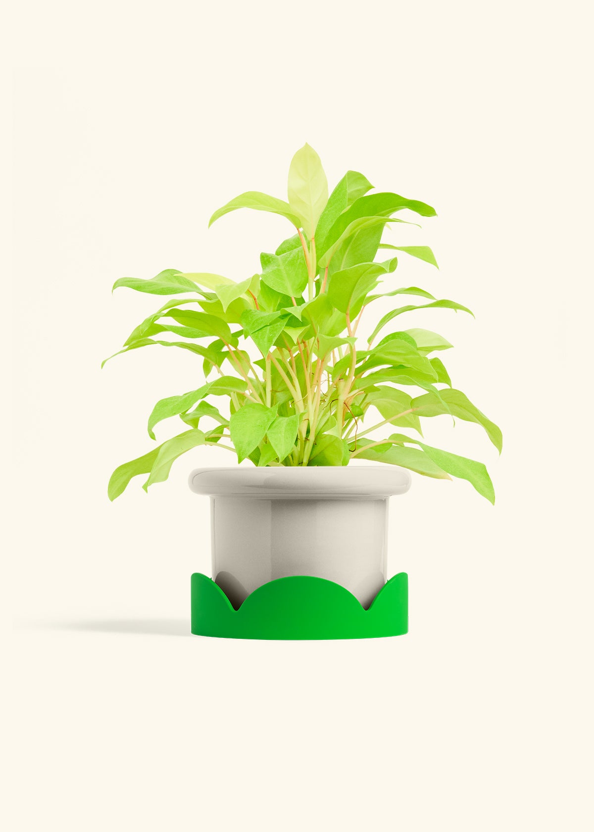 Fat Lip Planter Tray Combo, Oat