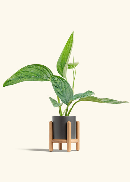 Monstera Karstenianum Peru in a 4 inches Charcoal Classic Cylinder Planter in a Beech Wood Stand