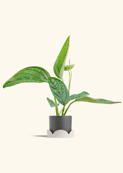 Monstera Karstenianum Peru in a 4 inches Charcoal Classic Cylinder Planter in a Oat Petal Drip Tray