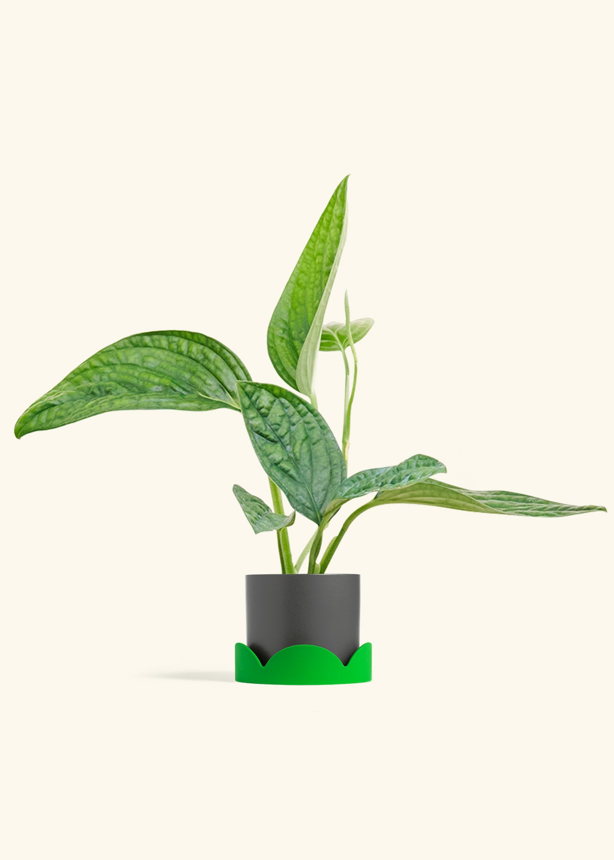 Classic Planter Tray Combo, Charcoal