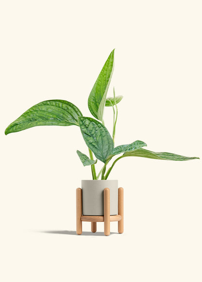 Monstera Karstenianum Peru in a 4 inches Oat Classic Cylinder Planter in a Beech Wood Stand