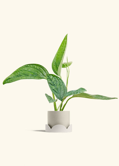 Monstera Karstenianum Peru in a 4 inches Oat Classic Cylinder Planter in a Oat Petal Drip Tray