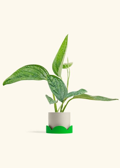 Monstera Karstenianum Peru in a 4 inches Oat Classic Cylinder Planter in a Shamrock Petal Drip Tray