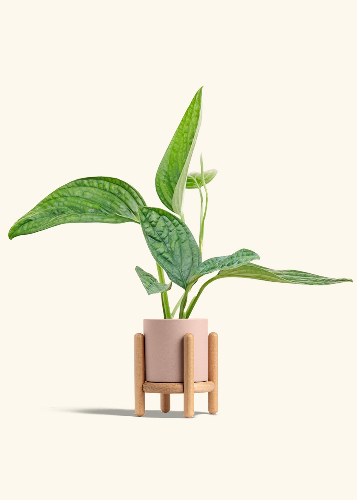 Monstera Karstenianum Peru in a 4 inches Pink Classic Cylinder Planter in a Oat Petal Drip Tray