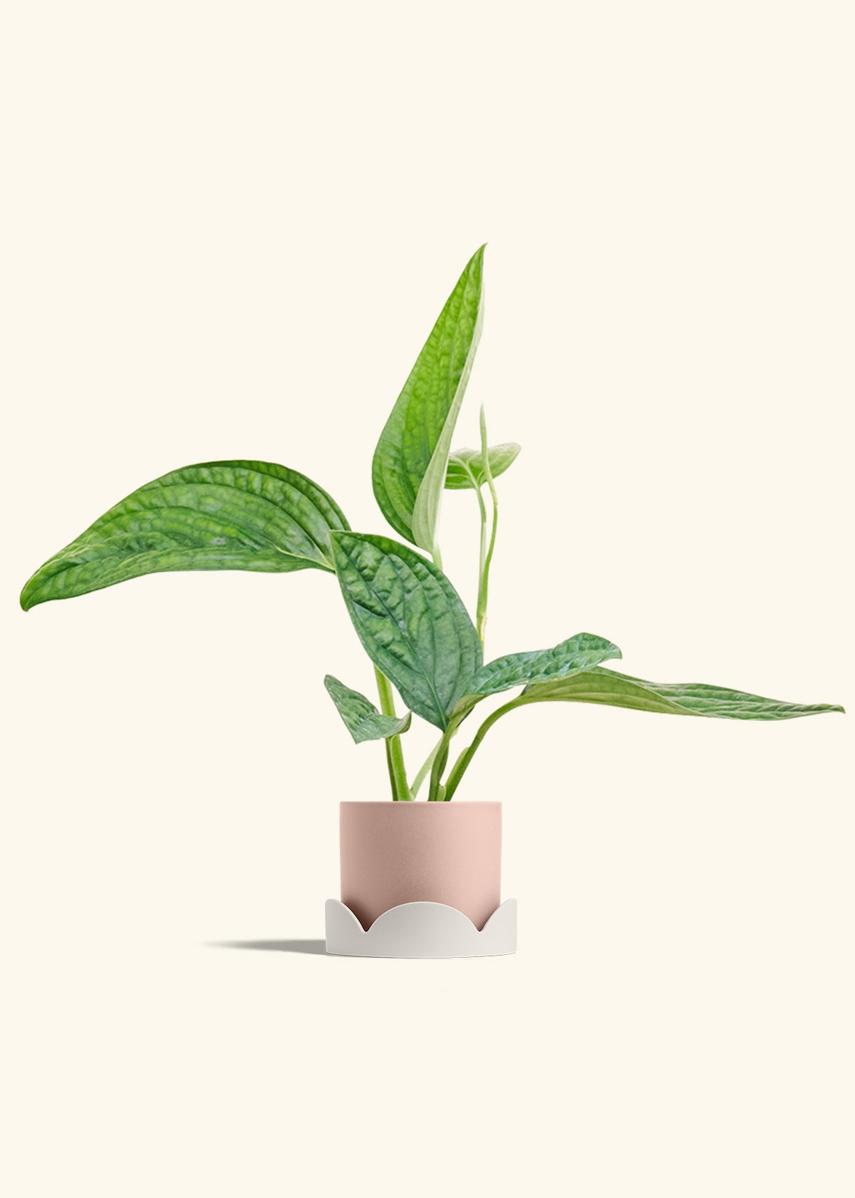 Monstera Karstenianum Peru in a 4 inches Pink Classic Cylinder Planter in a Shamrock Petal Drip Tray