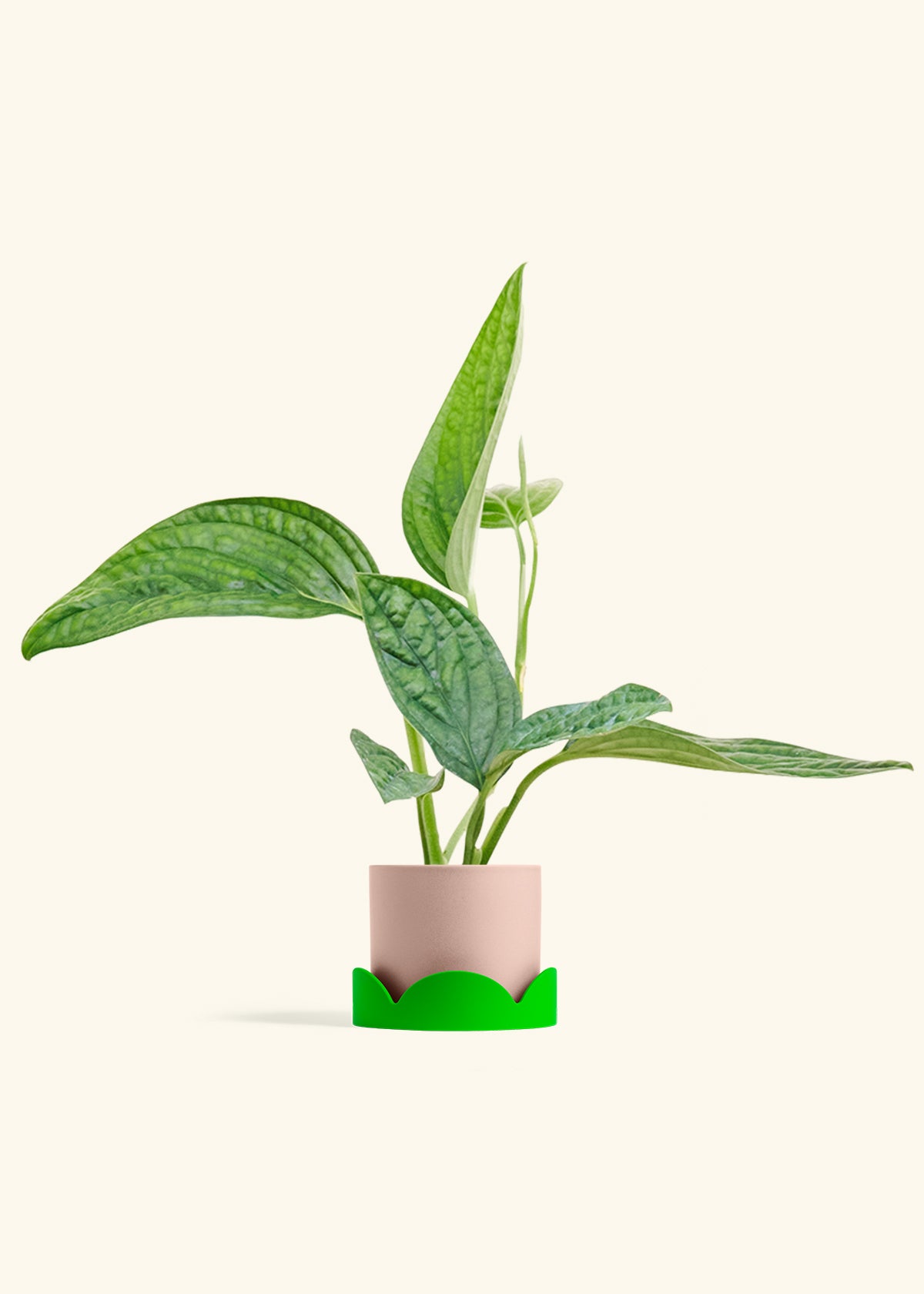 Monstera Karstenianum Peru in a 4 inches Pink Classic Cylinder Planter 
