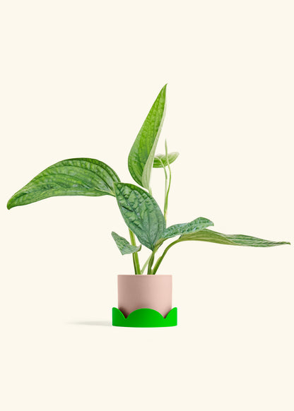 Monstera Karstenianum Peru in a 4 inches Pink Classic Cylinder Planter 