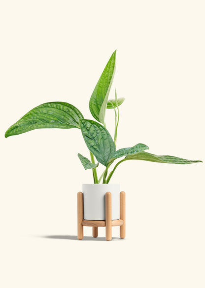 Monstera Karstenianum Peru in a 4 inches White Classic Cylinder Planter in a Beech Wood Stand