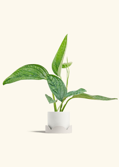 Monstera Karstenianum Peru in a 4 inches White Classic Cylinder Planter in a Oat Petal Drip Tray