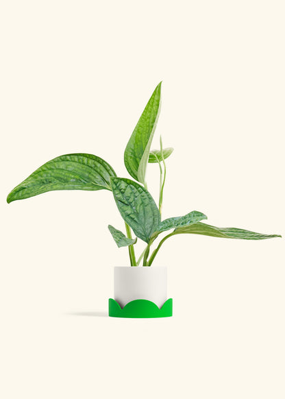 Monstera Karstenianum Peru in a 4 inches White Classic Cylinder Planter in a Shamrock Petal Drip Tray