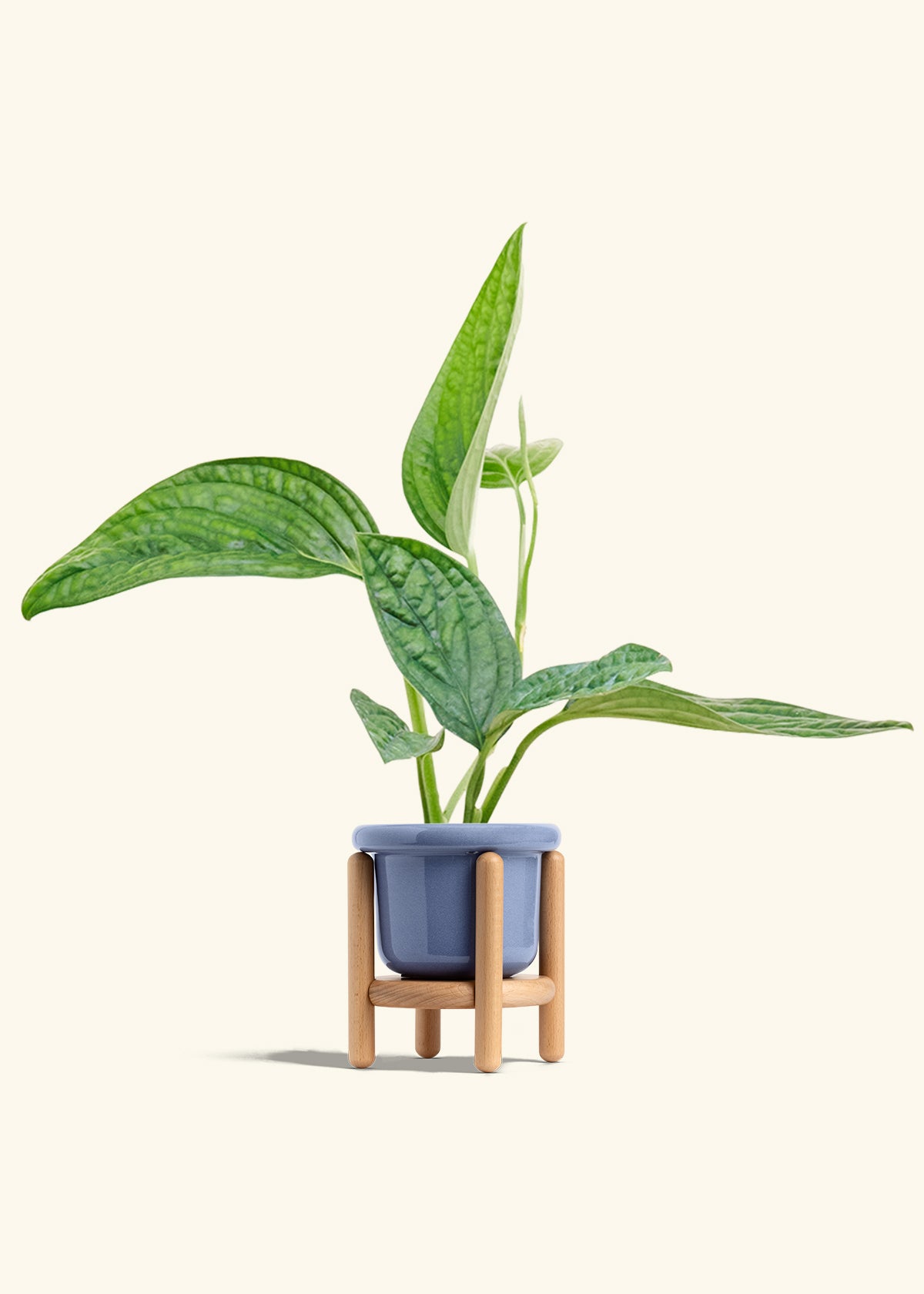 Monstera Karstenianum Peru in a 4 inches Fat Lip Blue Planter in a Beech Wood Stand
