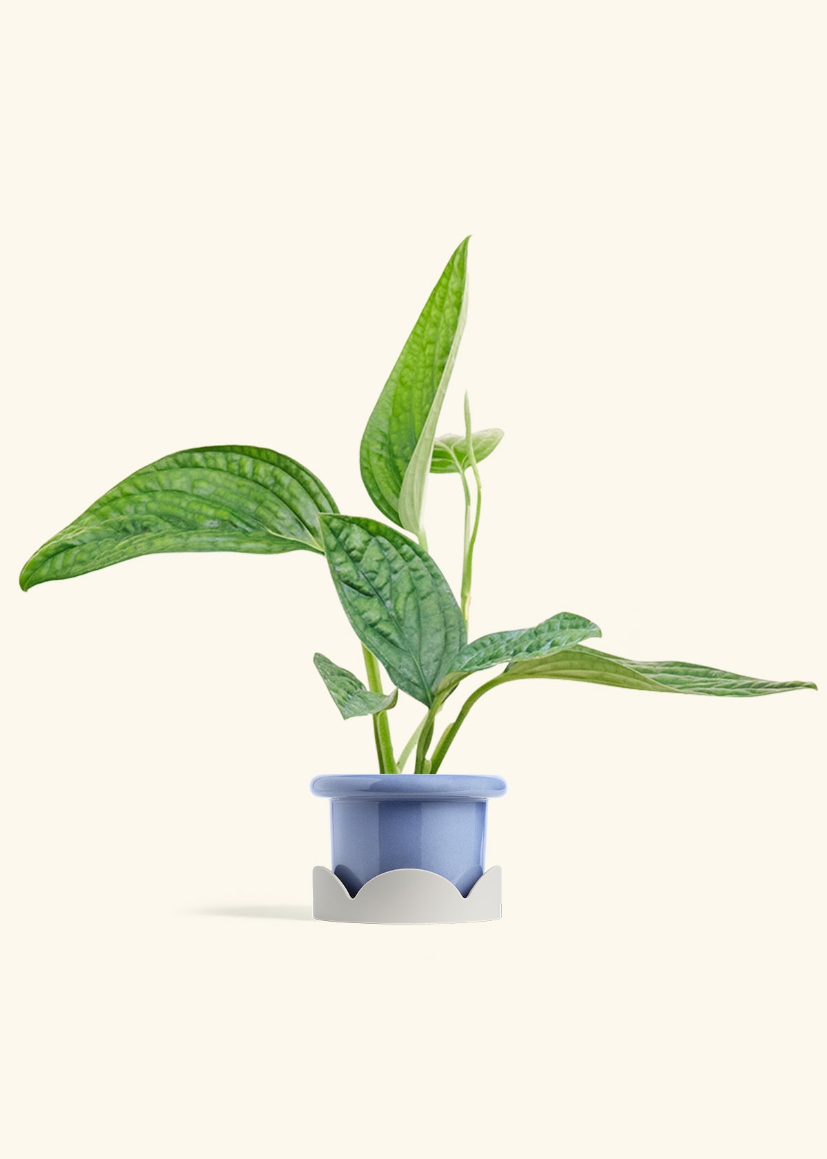 Monstera Karstenianum Peru in a 4 inches Fat Lip Blue Planter in a Oat Petal Drip Tray
